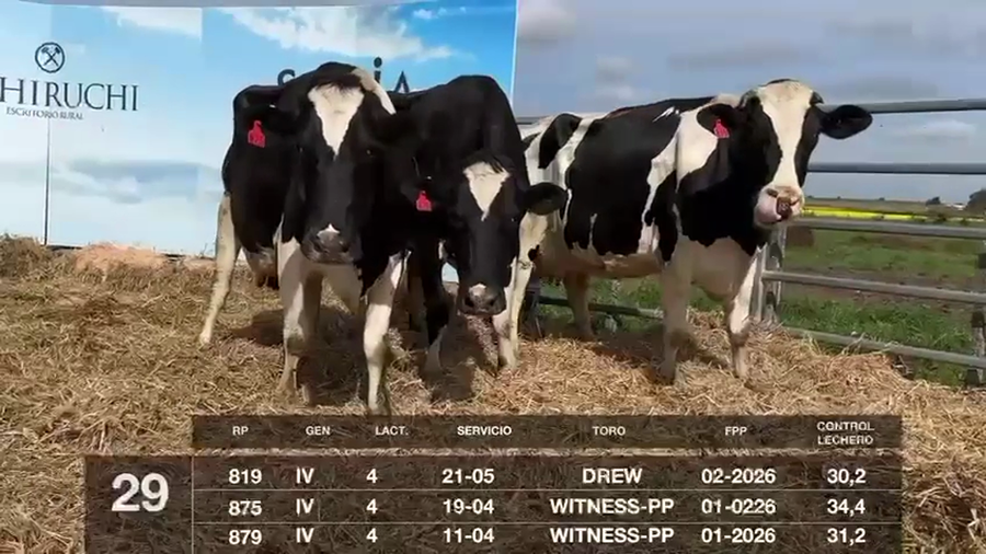 Lote VACAS EN PRODUCCIÓN PREÑADAS