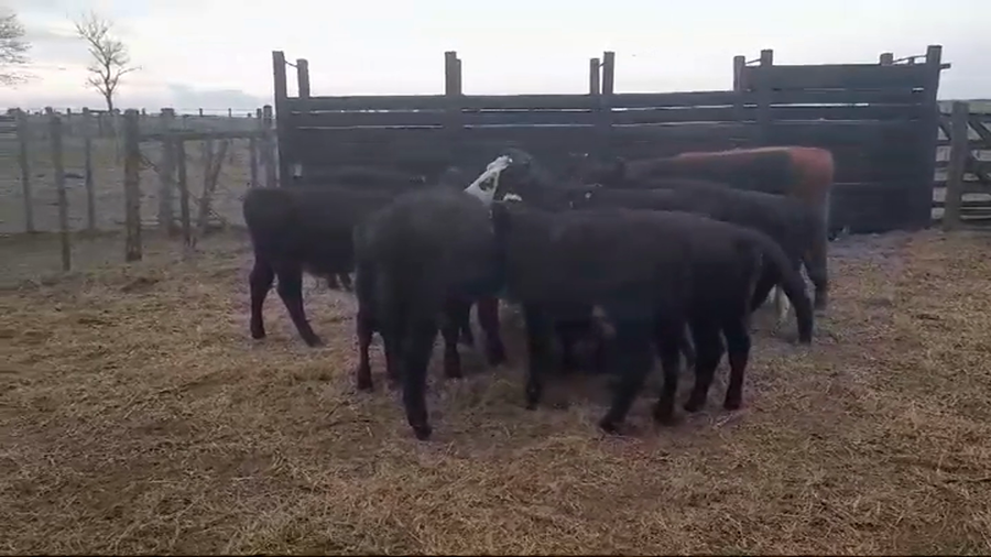 Lote (Vendido)17 Terneros AA/ HE a remate en #45 Pantalla Carmelo  150kg -  en La Concordia