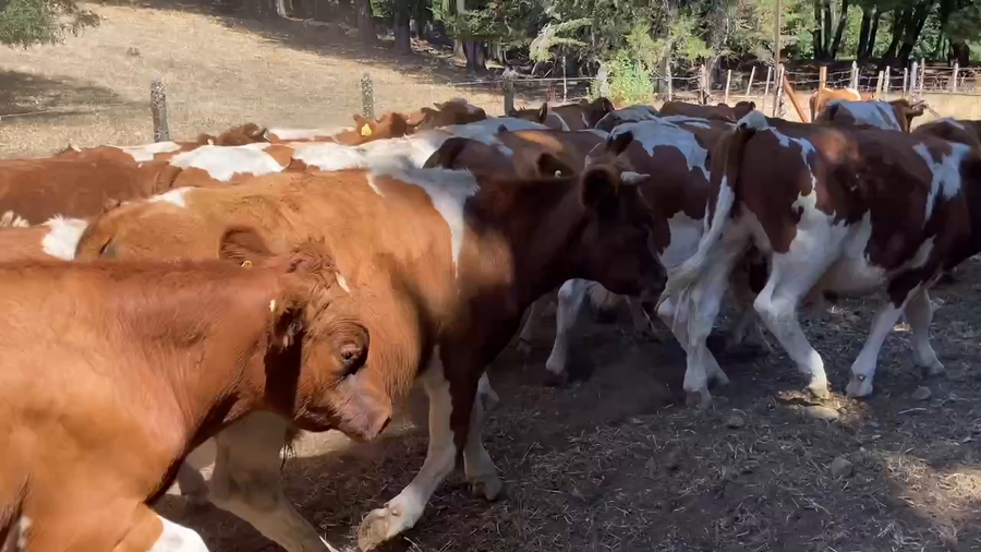 Lote 60 Novillo Engorda en Los Lagos, XIV Región Los Ríos