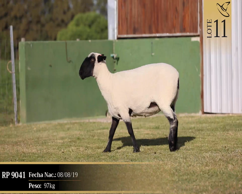 Lote Borregas a remate en Cabaña Las Brujas, San José