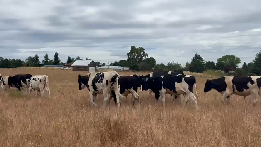 Lote 30 Novillo Engorda en Osorno, X Región Los Lagos