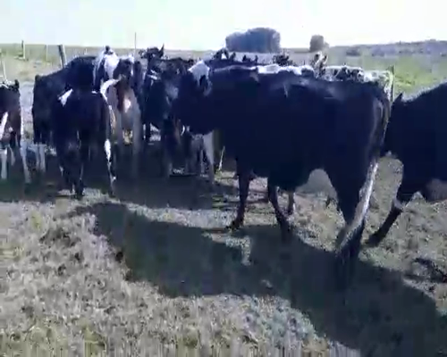 Lote 28 Ovejas piezas de cría HOLANDO Y CRUZA a remate en Pantalla Aniversario 470kg - , San José