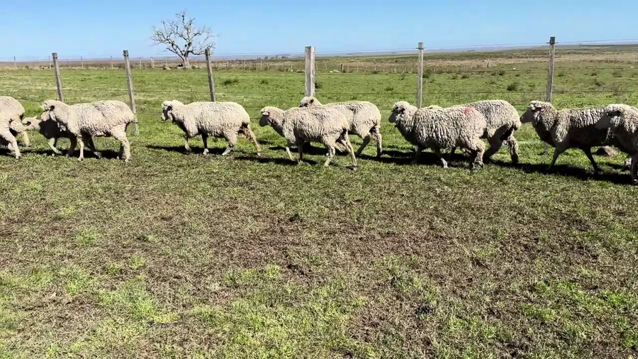 Lote OVEJAS