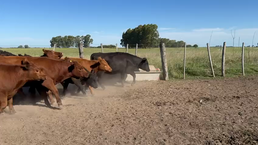 Lote 11 Vaquillonas en Punta Indio, Buenos Aires