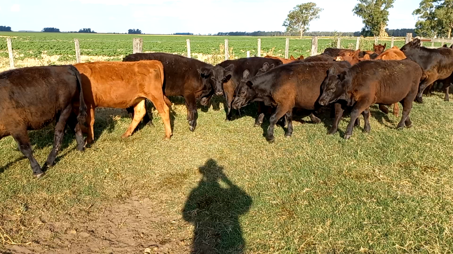 Lote 30 Terneros/as en arboledas, Buenos Aires