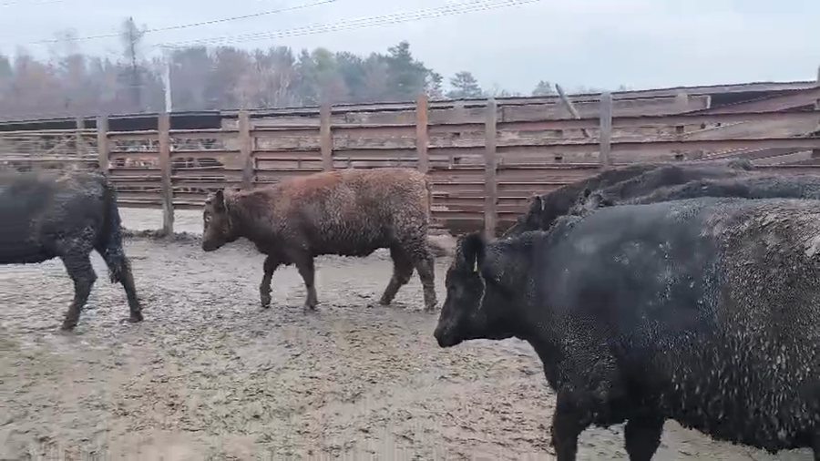 Lote 20 Vaquilla Gorda en Los Ángeles, VIII Región Biobío