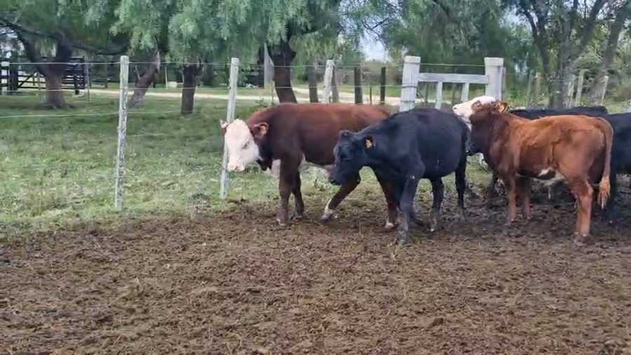 Lote 15 Terneros a remate en Pantalla Camy, San José