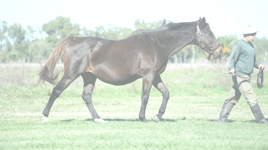 Lote ROYAL LANE (SALT LAKE -  ROYAL BAR) Preñez por NICODEMUS