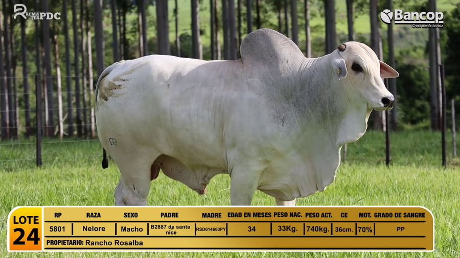 Lote Toros Nelore a remate en Jueves 29 de mayo- Remates PDC, Caaguazú