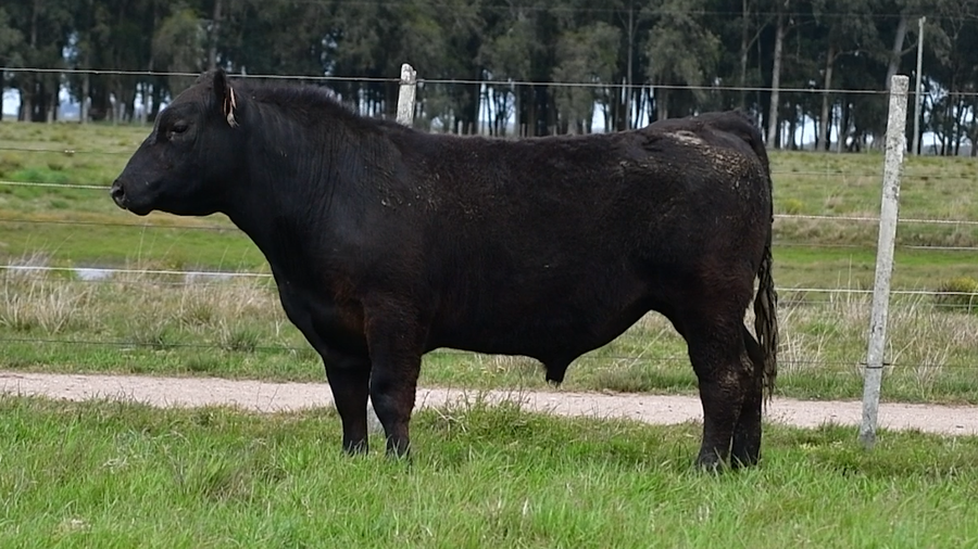 Lote Toros Aberdeen Angus