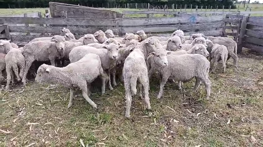 Lote 40 Corderos a remate en Pantalla Camy, San José