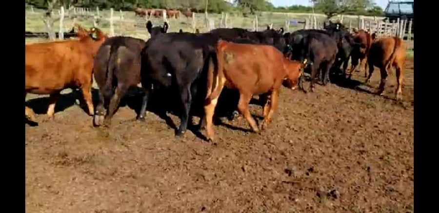 Lote 15 Terneras en Villaguay, Entre Ríos