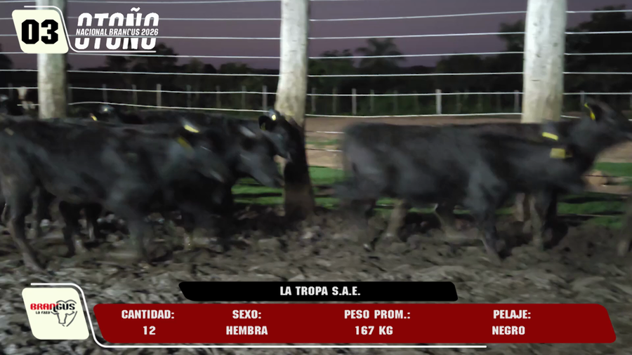 Lote LOTE 3