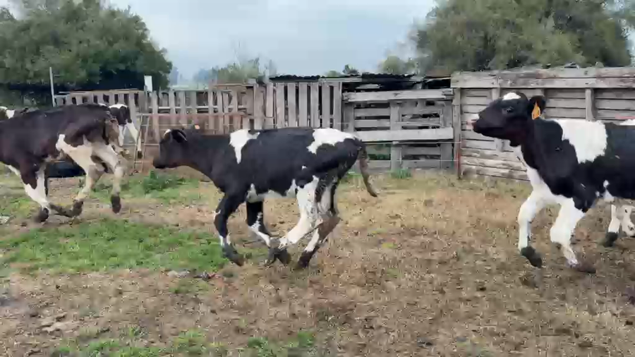 Lote TERNEROS