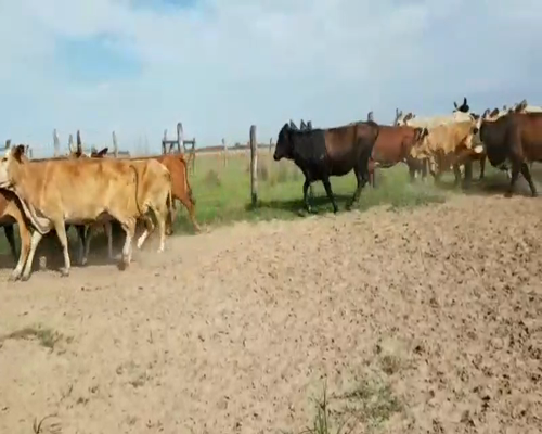 Lote 55 Vacas de invernar en Concepción, Corrientes