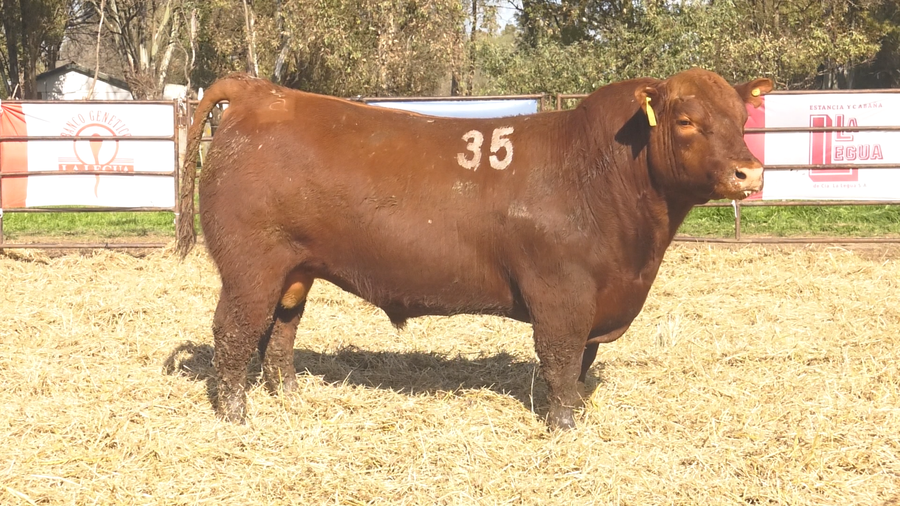 Lote TOROS ANGUS COLORADOS PC