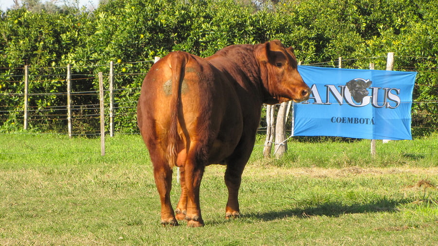 Lote CABAÑA COEMBOTÁ: RP 216
