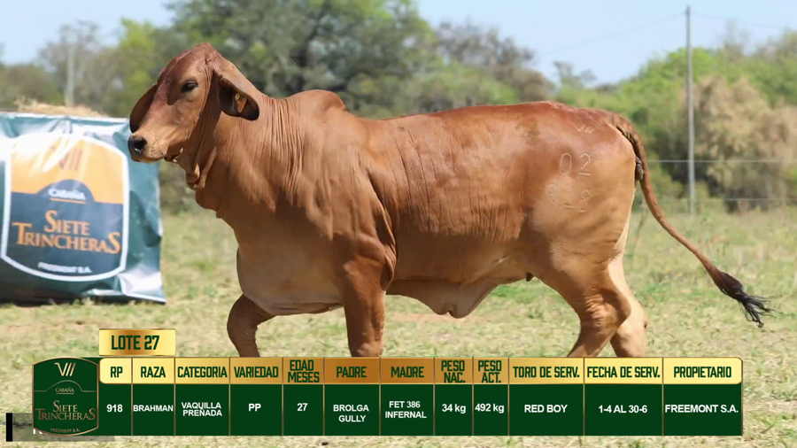 Lote LOTE 27