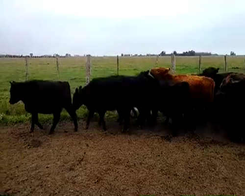 Lote 25 Vaquillonas en Brandsen, Buenos Aires