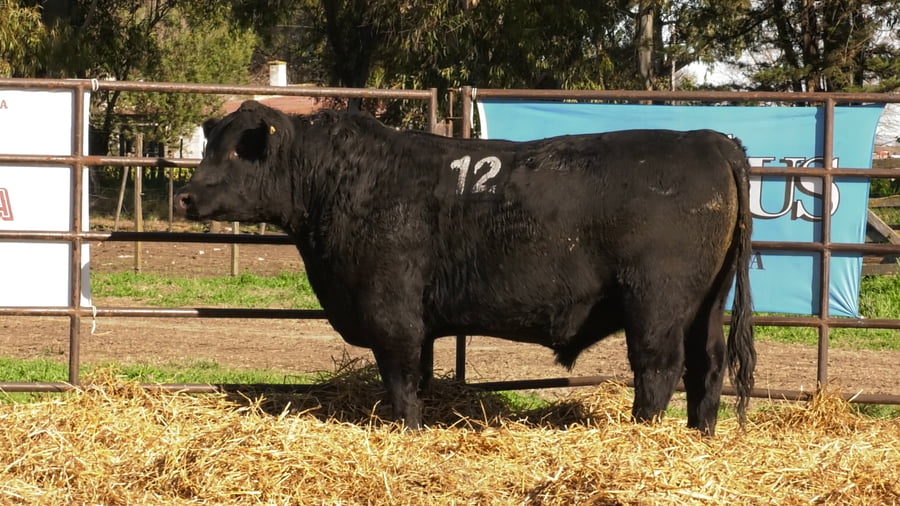 Lote TOROS ANGUS NEGROS PC