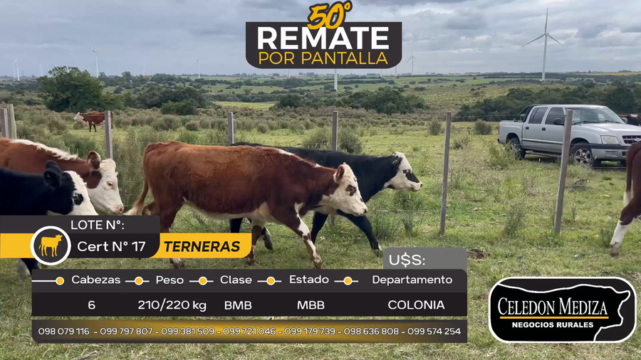 Lote 6 Terneras en Artilleros, Colonia