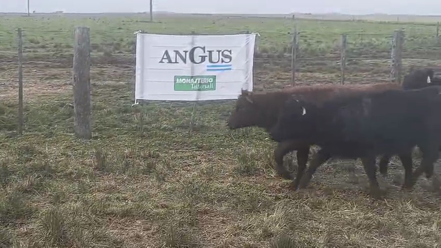 Lote 73 Terneras en Cabildo