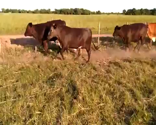 Lote 195 Novillitos en Pirané, Formosa