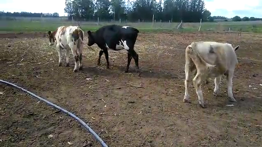 Lote 4 Terneros Holando y cruza