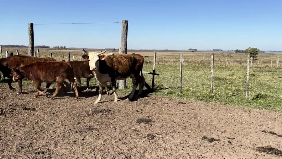 Lote PIEZAS DE CRIA