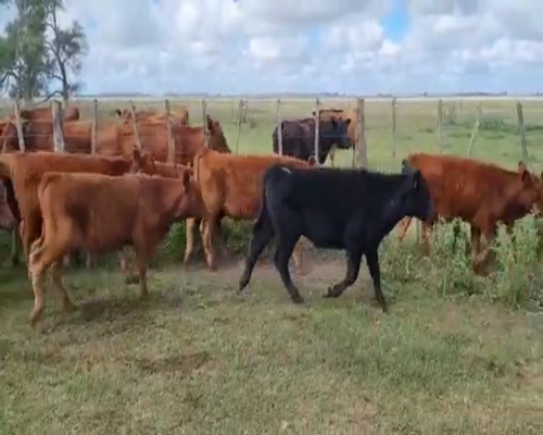 Lote 75 Terneros de invernada