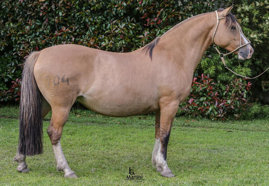 Lote Rogada Caraguatá