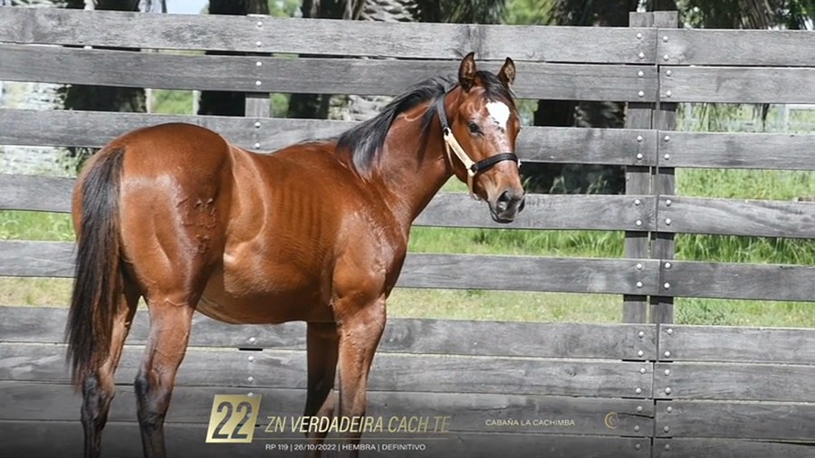 Lote Yeguarizos a remate en 6° Remate Especial de Velocidad, Montevideo