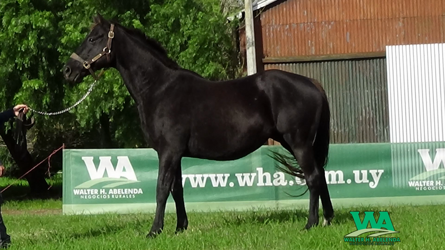 Lote JACKIE POT (Brz)