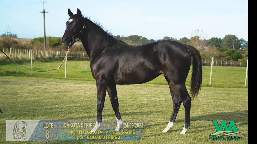 Lote DAKOTA STRIPES