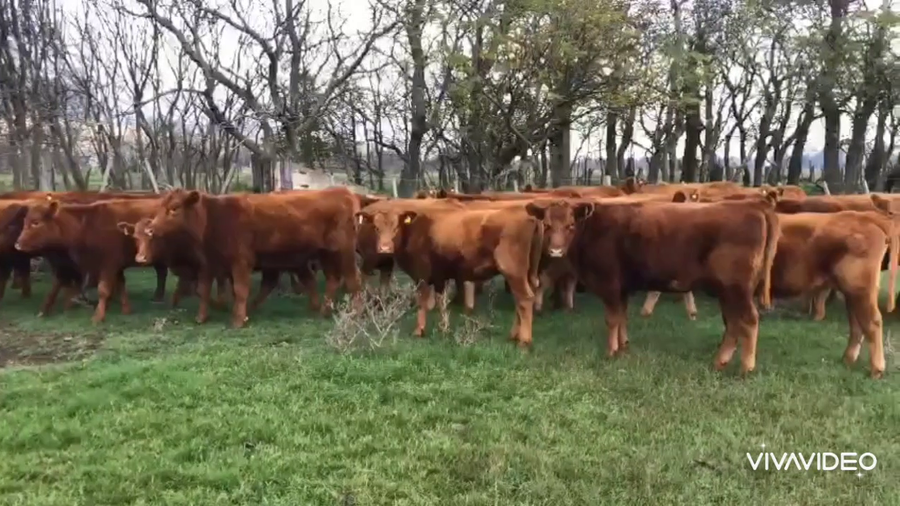 Lote 19 Vaquillonas P/ entorar en Mercedes, Buenos Aires