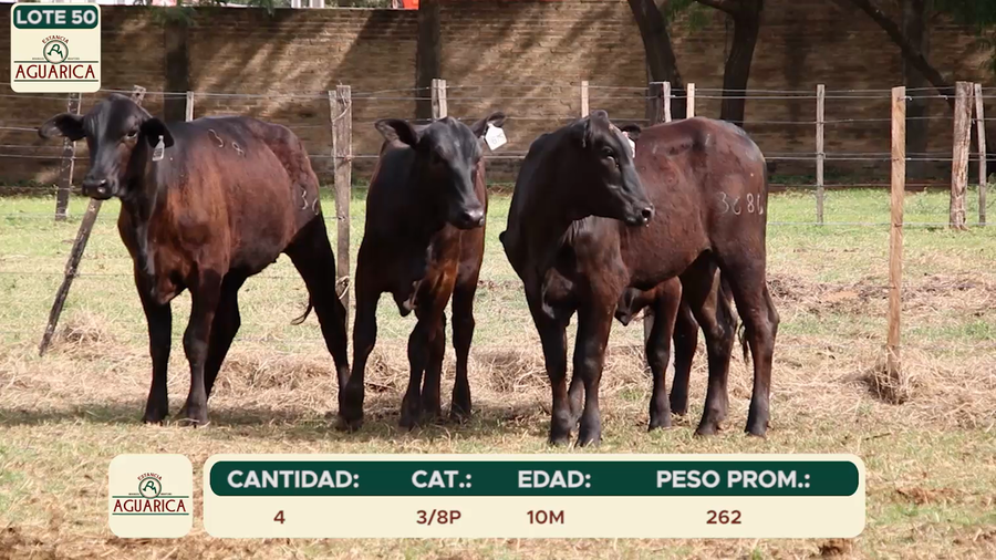 Lote LOTE 50