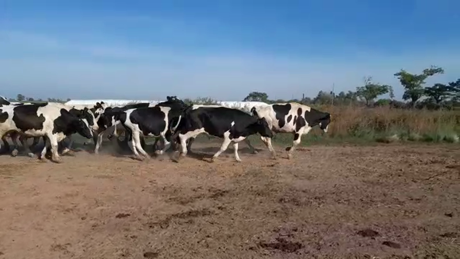 Lote 46 Novillos Holando Argentino en Nuevo Torino, Santa Fe