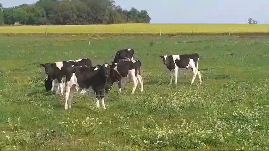 Lote (Vendido)12 Terneros Holando HOLANDO a remate en #50 Pantalla Carmelo 80kg -  en AGRACIADA