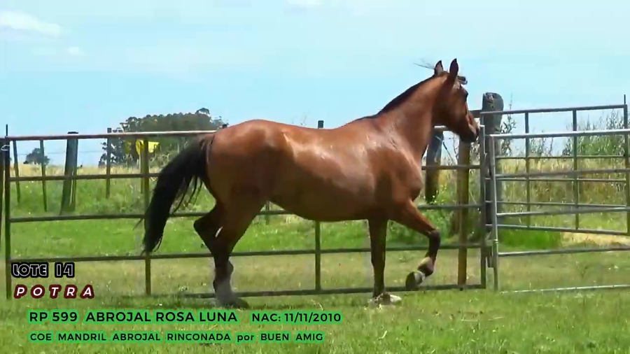 Lote Abrojal Rosa Luna