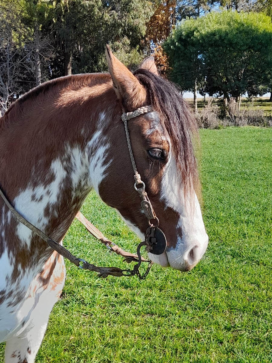 Lote (Vendido)Padrillo OVERO COLORADO a remate en PANTALLA GARLAND en LARRAÑAGA