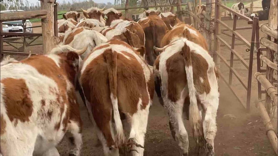 Lote 35 Novillo Engorda en María Pinto, Región Metropolitana