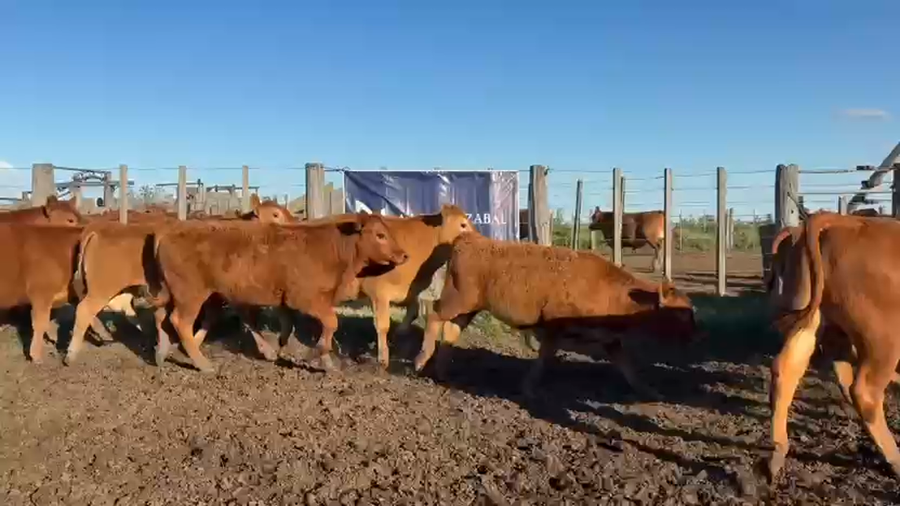 Lote 70 TERNS. MACHOS, GUAMINI, PCIA. DE BS. AS.