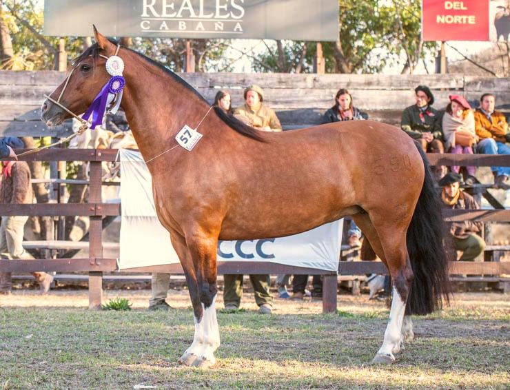 Lote TRES AR ALMA BLANCA
