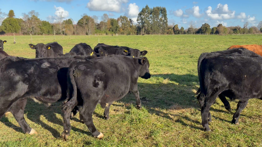 Lote 24 Novillo Engorda en Río Bueno, XIV Región Los Ríos