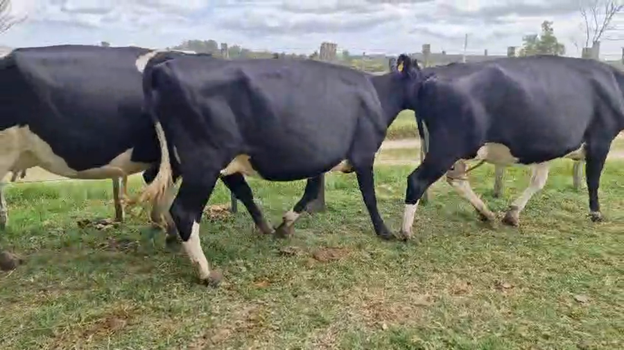 Lote 3 Vaca a remate en Pantalla Camy, San José