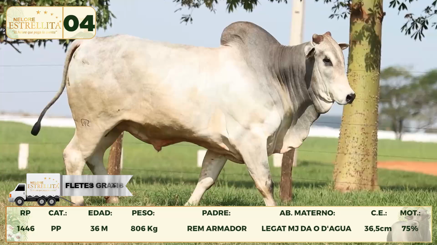 Lote LOTE 4