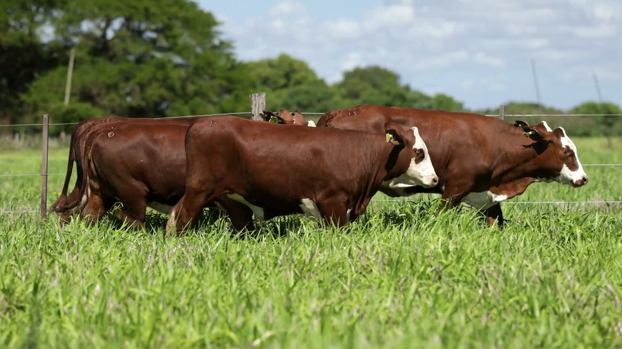 Lote Vaquilla Para Servicio