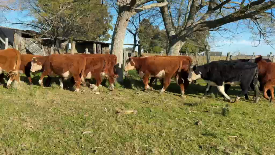 Lote TERNEROS