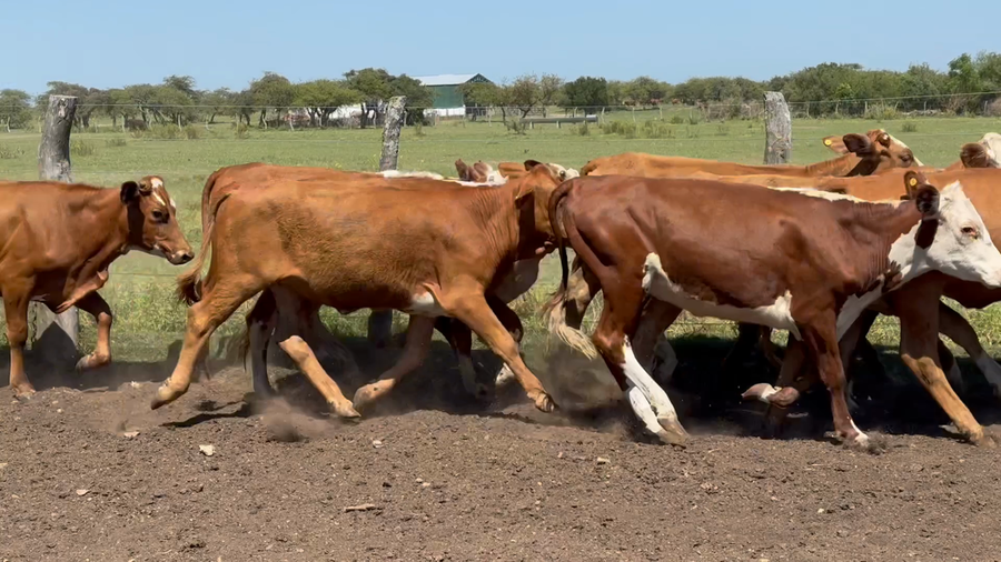 Lote 220 Terneras