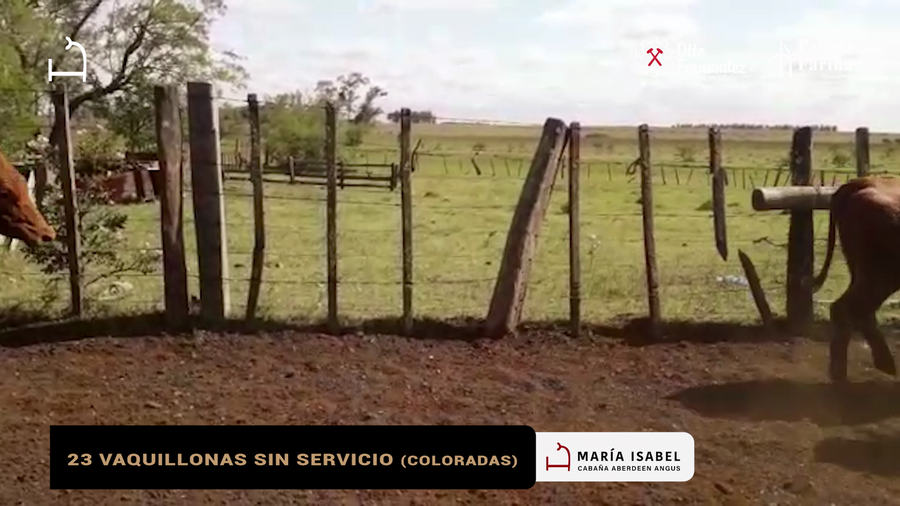 Lote 23 VAQUILLONAS SIN SERVICIO COLORADAS